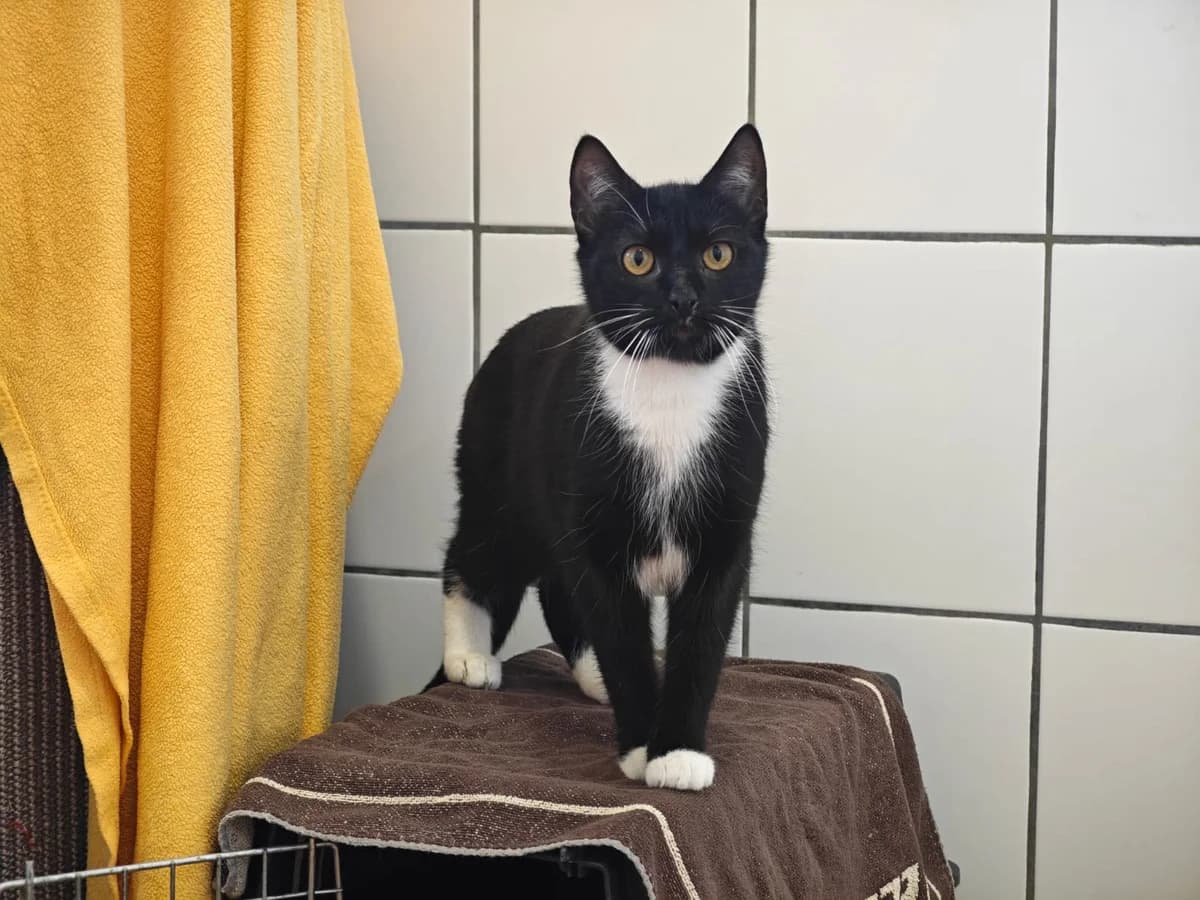 Britta, male 4yo European Shorthair for adoption at Tierheim Northeim