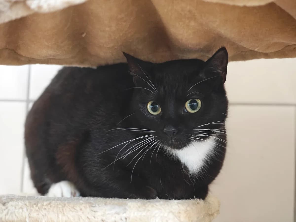 Else, male 5yo European Shorthair for adoption at Tierheim Northeim