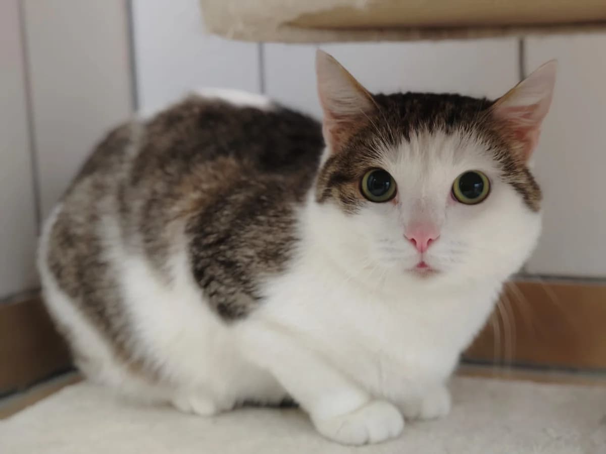 Mystery, 6yo European Shorthair for adoption at Tierheim Northeim