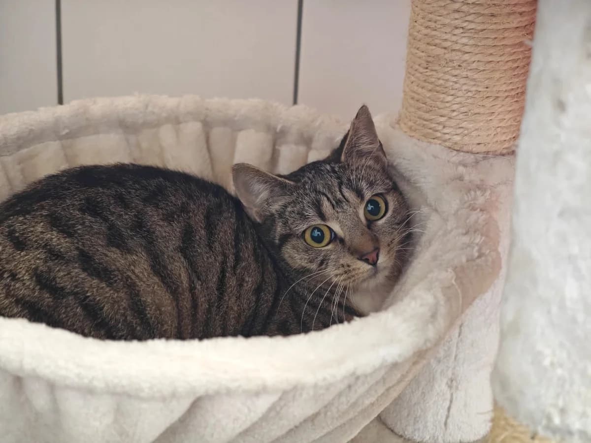Magitta, 5yo European Shorthair for adoption at Tierheim Northeim