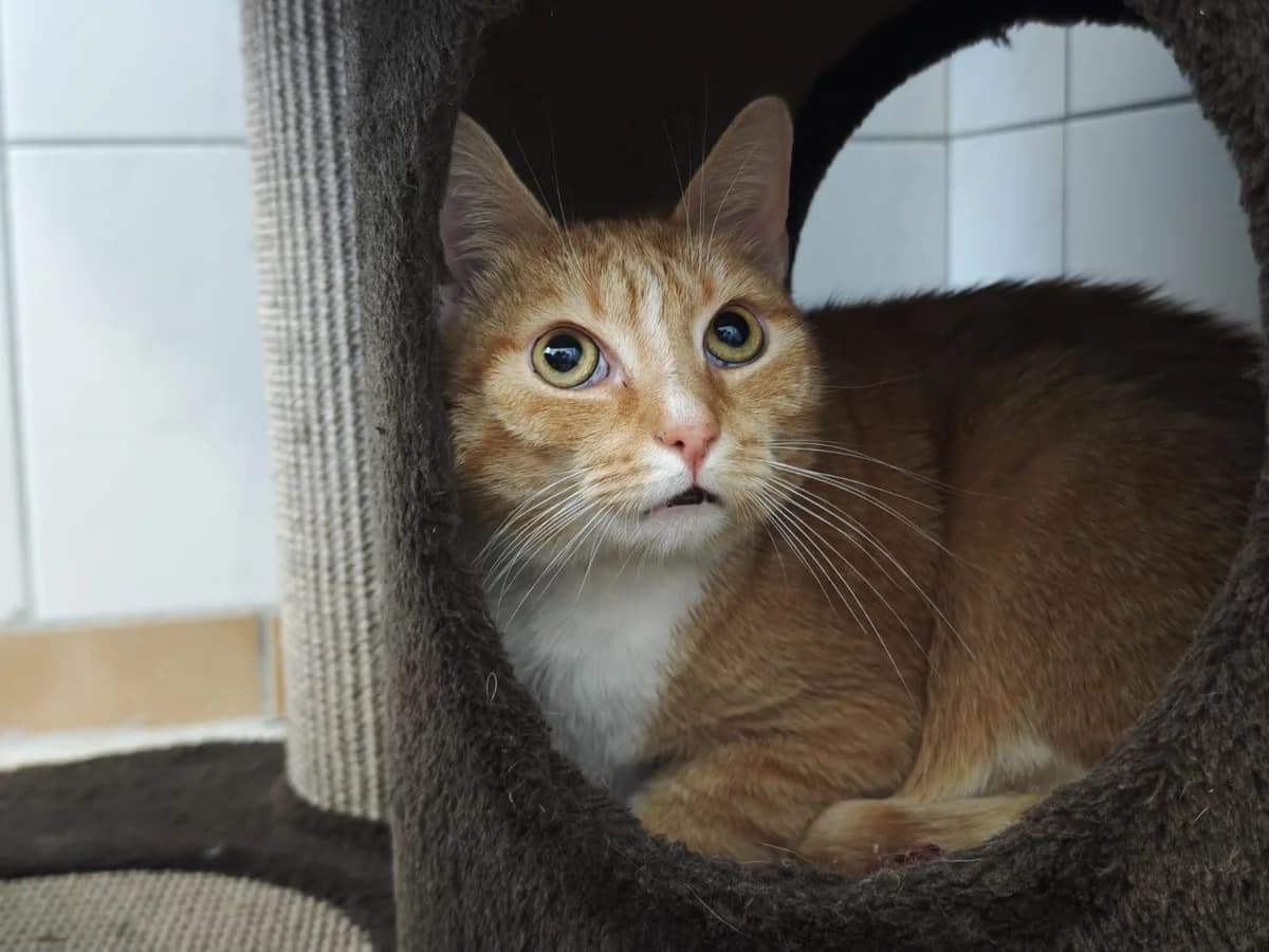 Mojo, male senior European Shorthair for adoption at Tierheim Northeim