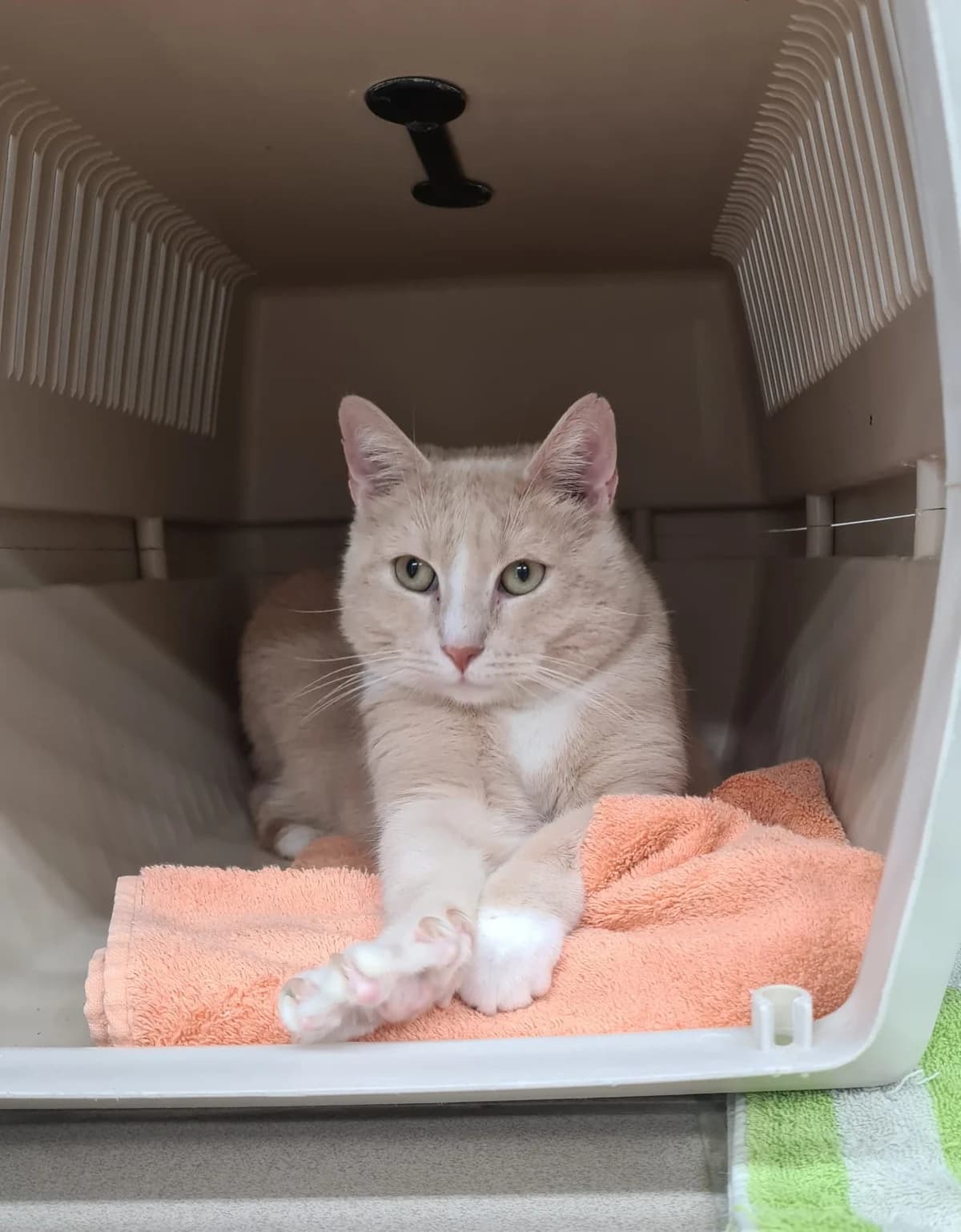 Cola, male senior European Shorthair for adoption at Tierheim Northeim