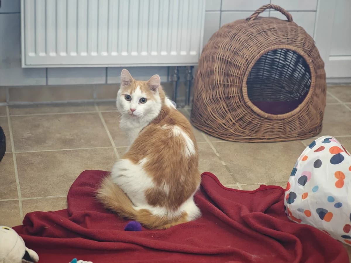 Cosmo, male 5yo Maine Coon for adoption at Tierheim Northeim
