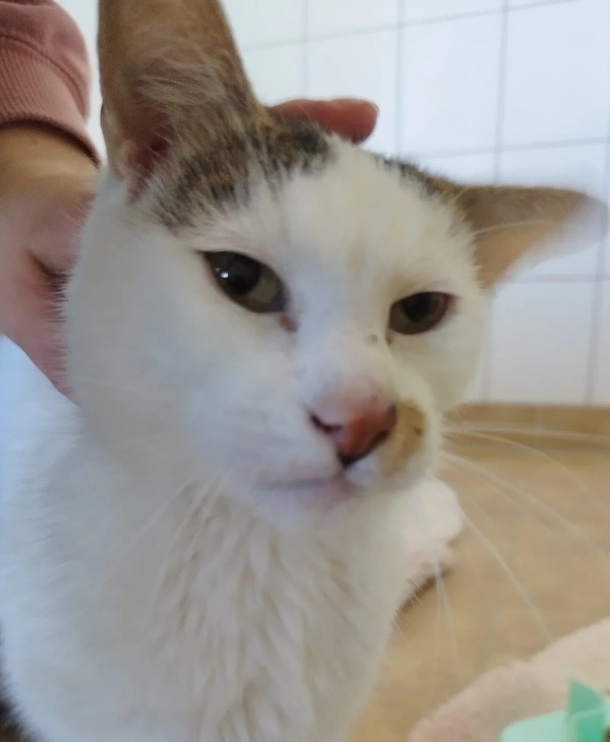 Simba, male European Shorthair for adoption at Tierheim Northeim