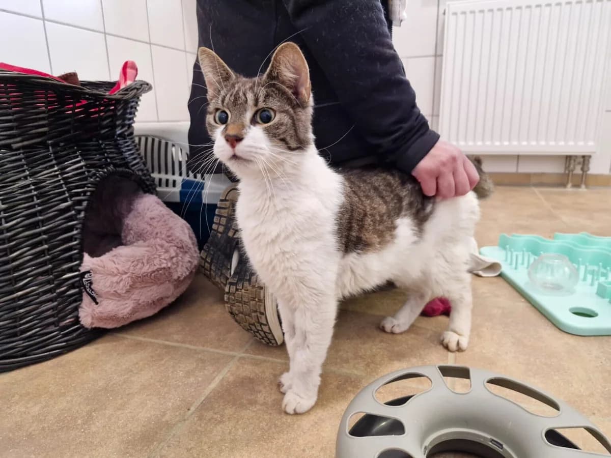 Felia, senior European Shorthair for adoption at Tierheim Northeim