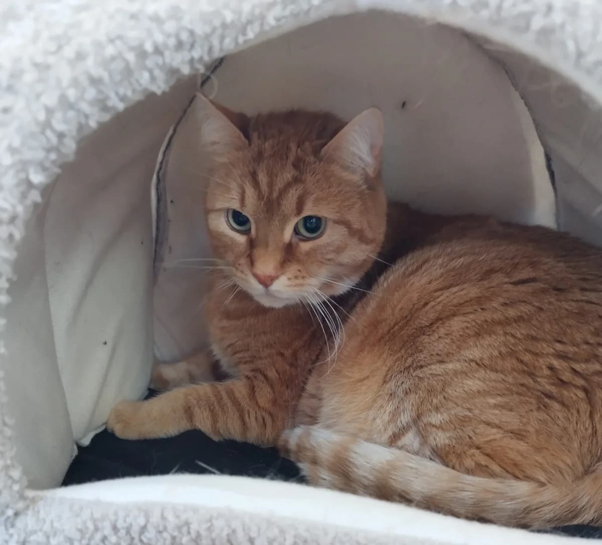 Kairo, European Shorthair for adoption at Tierheim Northeim