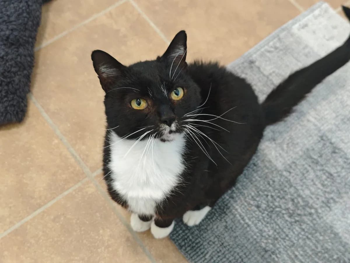 Pietro, male European Shorthair for adoption at Tierheim Northeim