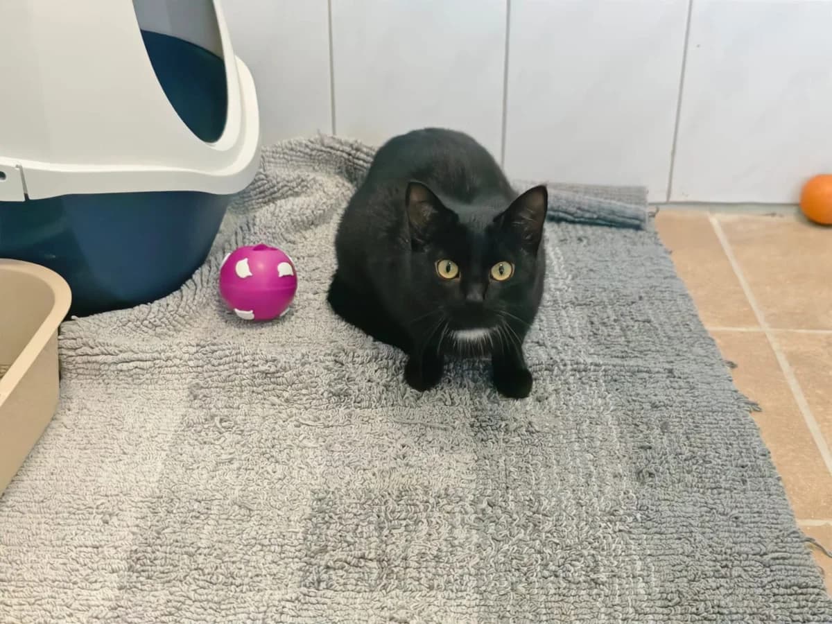 Palutena, European Shorthair for adoption at Tierheim Northeim