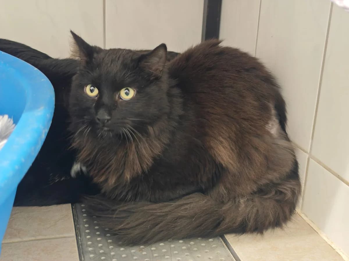 Freyzer, male Mixed Breed for adoption at Tierheim Northeim