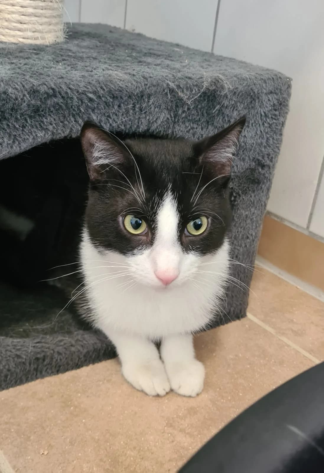 Velan, male puppy European Shorthair for adoption at Tierheim Northeim