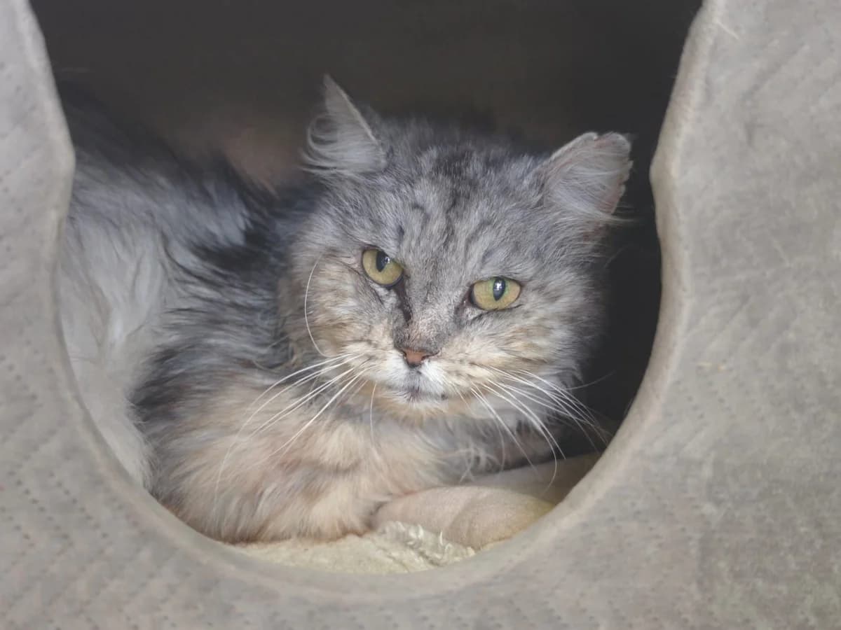 Sven, male senior Mixed Breed for adoption at Tierheim Northeim