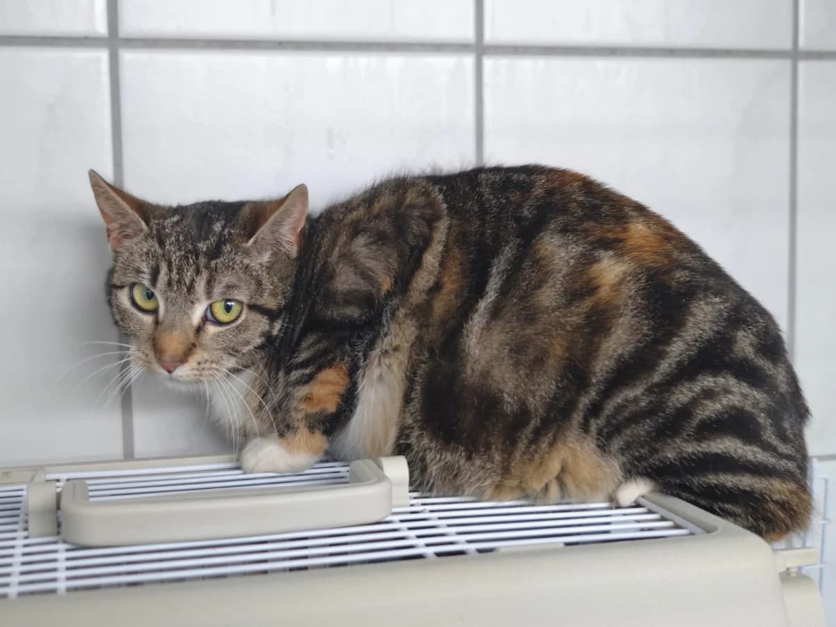 Mücke, European Shorthair for adoption at Tierheim Northeim