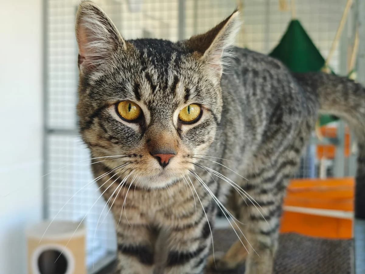 Habicht, male 4yo European Shorthair for adoption at Tierheim Northeim