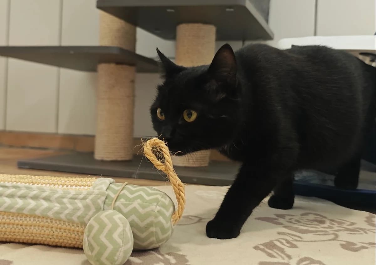Junmin, male European Shorthair for adoption at Tierheim Northeim