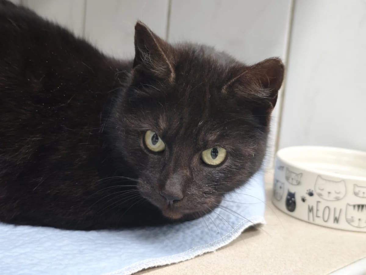 Prinzessin, European Shorthair for adoption at Tierheim Northeim