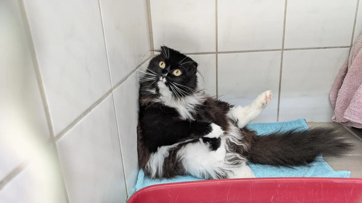 Eve, 3yo Mixed Breed for adoption at Tierheim Northeim