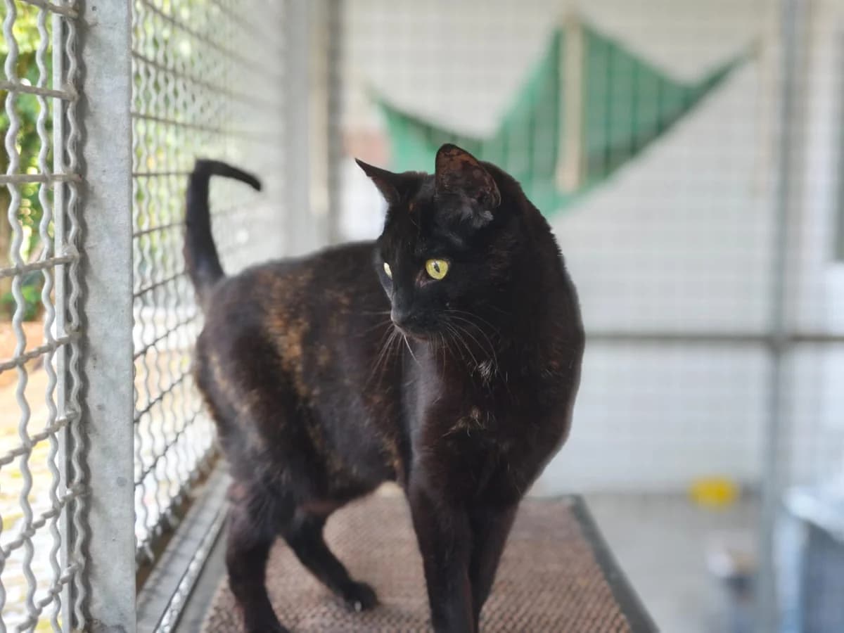 Pandora, senior European Shorthair for adoption at Tierheim Northeim