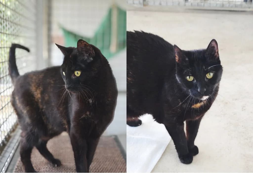 Pandora & Luciellé, senior European Shorthair for adoption at Tierheim Northeim
