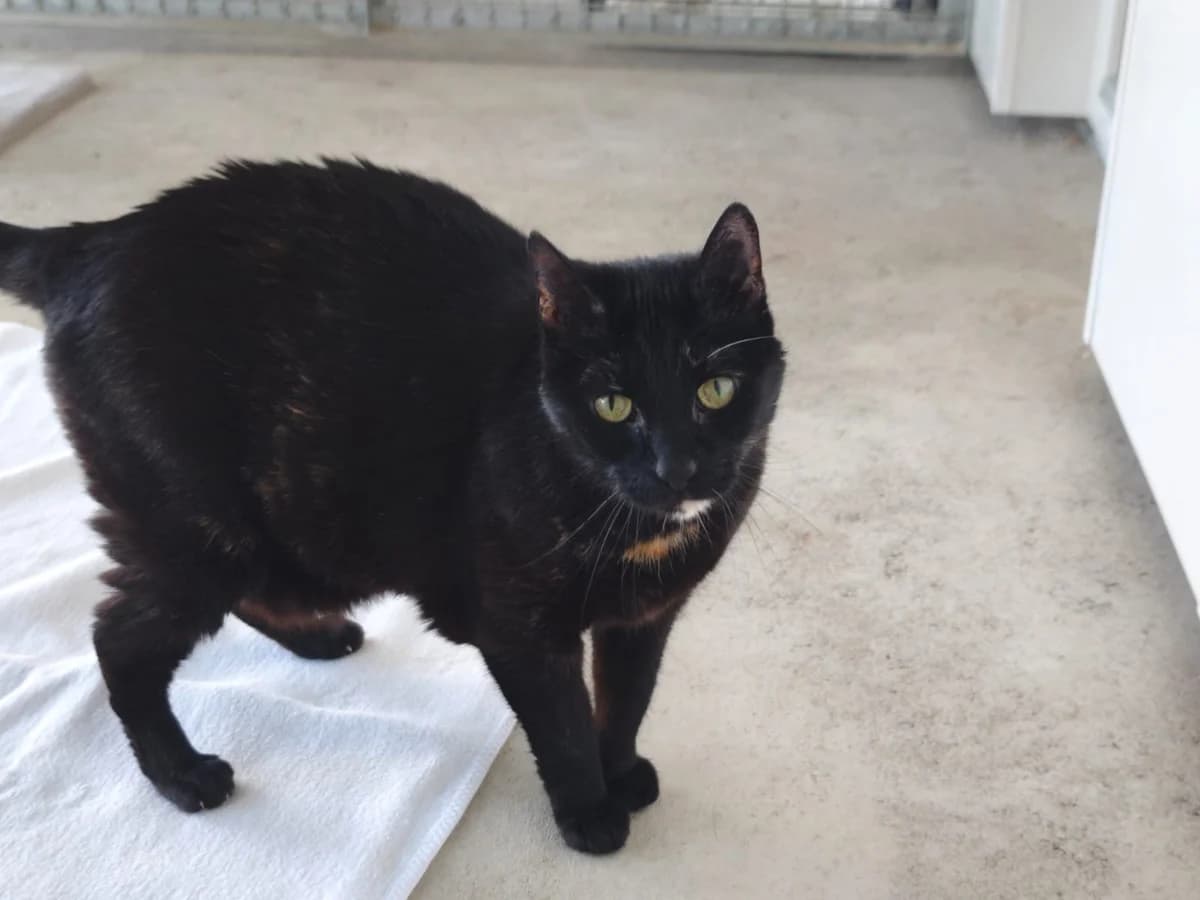 Luciellé, senior European Shorthair for adoption at Tierheim Northeim