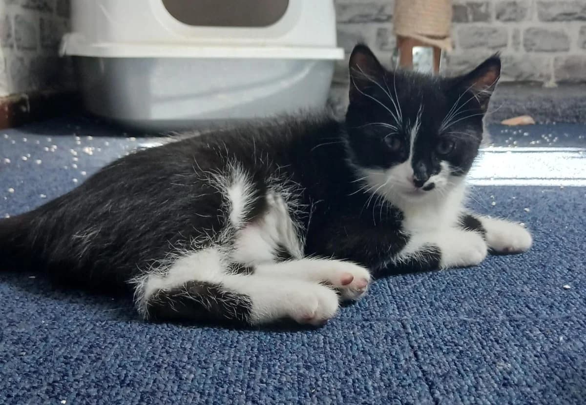 Drei Kitten, European Shorthair for adoption at Tierheim Northeim