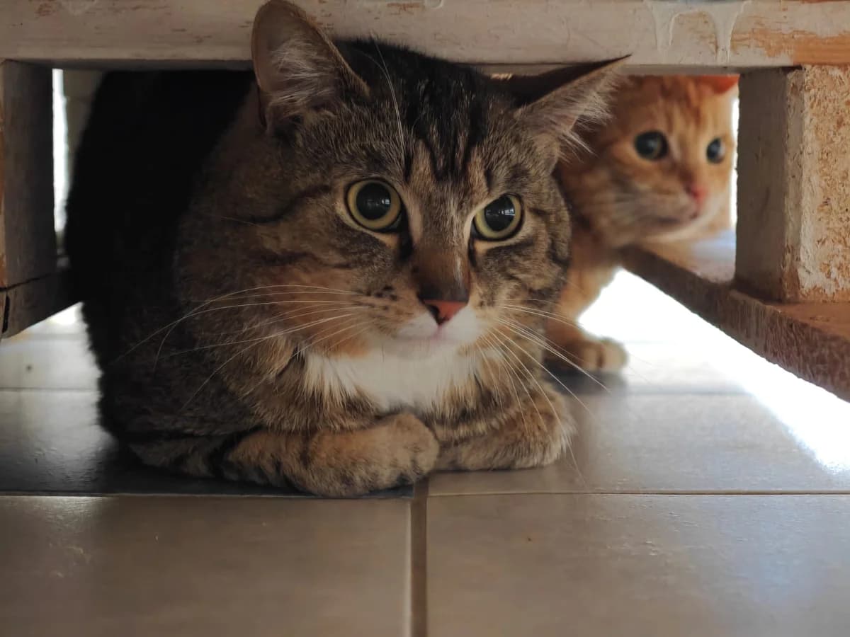 Valentiné, male young European Shorthair for adoption at Tierheim Northeim