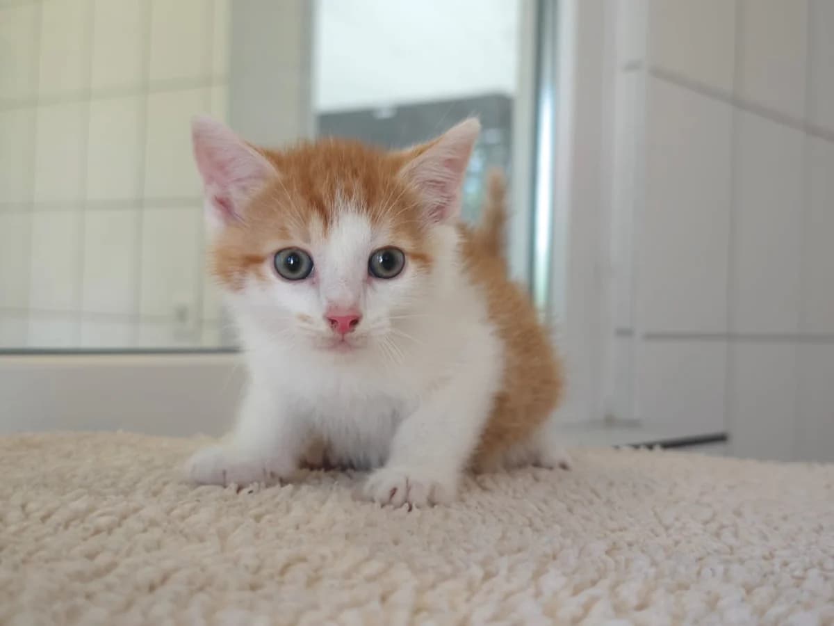 Gustav, male European Shorthair for adoption at Tierheim Northeim
