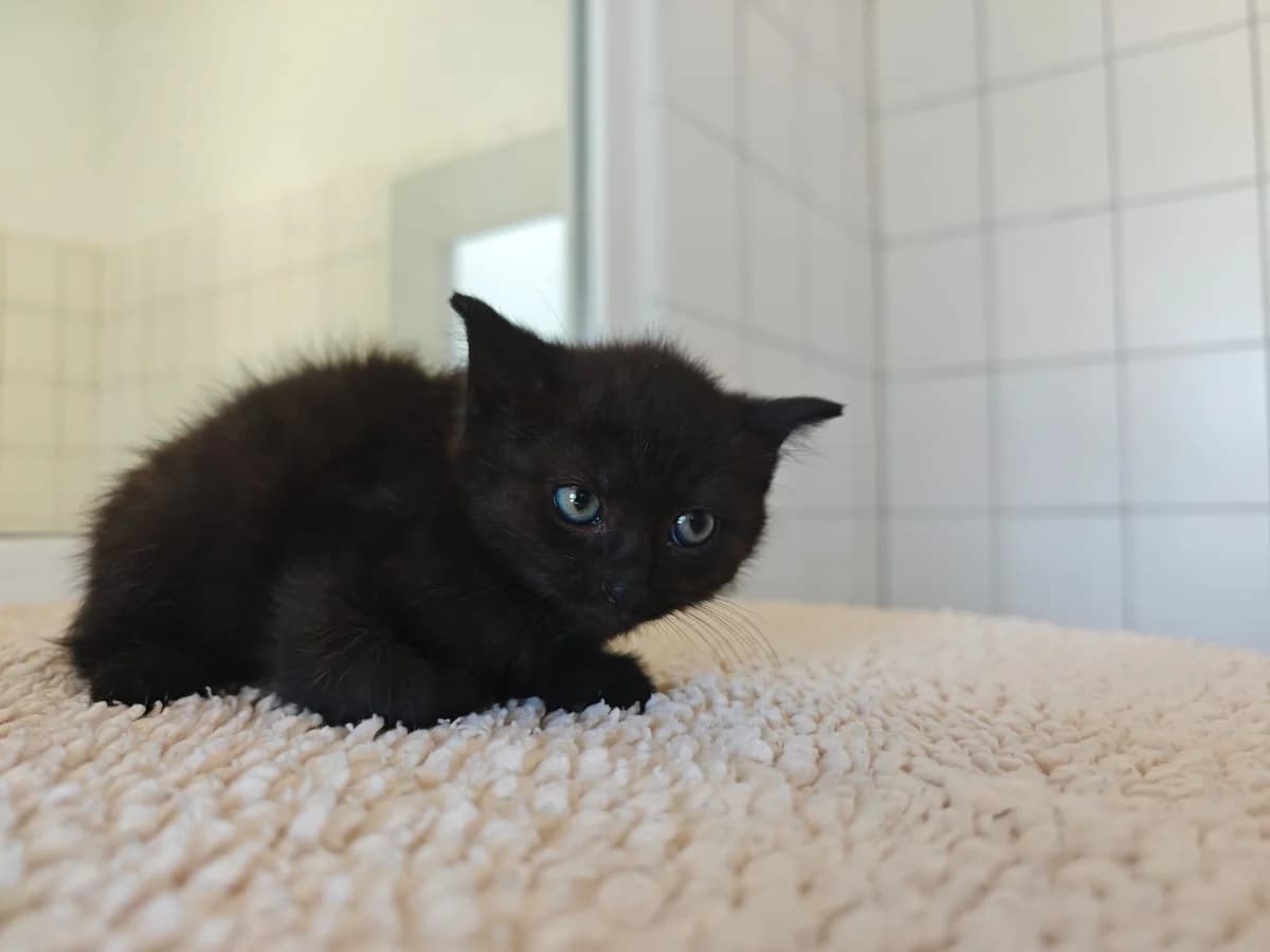 Teek, male European Shorthair for adoption at Tierheim Northeim
