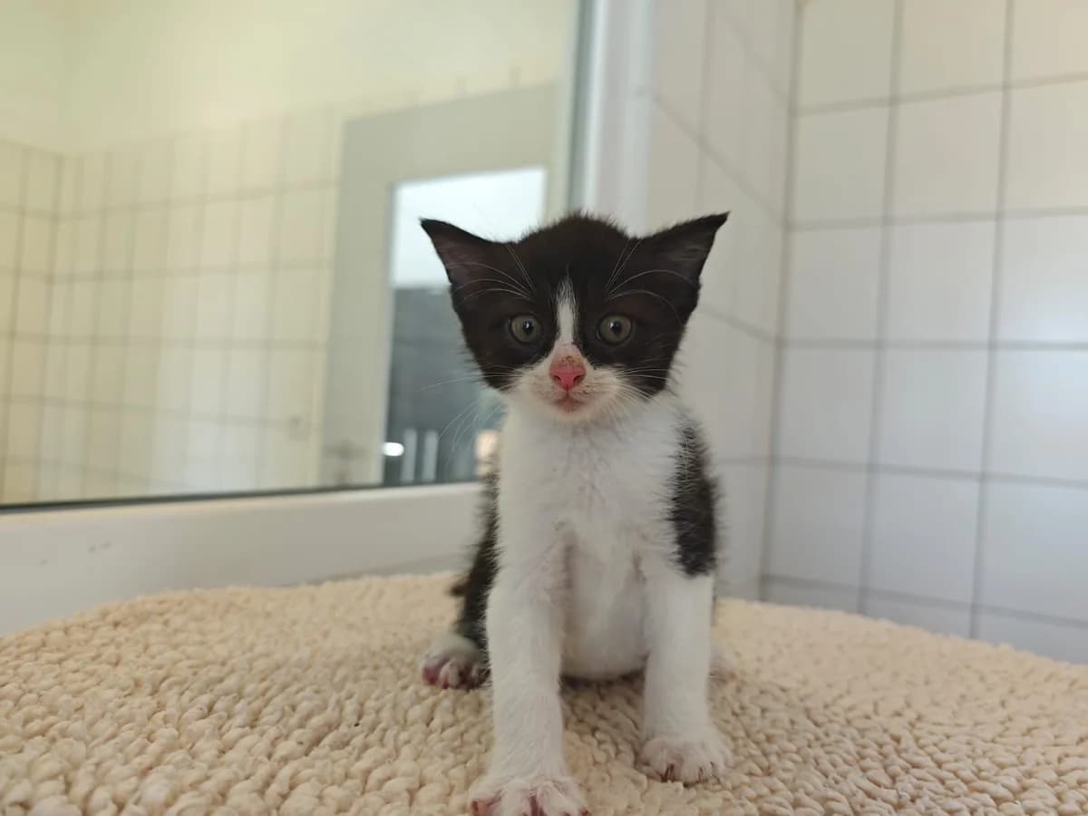 Hoshi, male European Shorthair for adoption at Tierheim Northeim