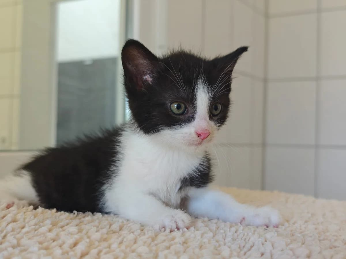 Scoups, male European Shorthair for adoption at Tierheim Northeim