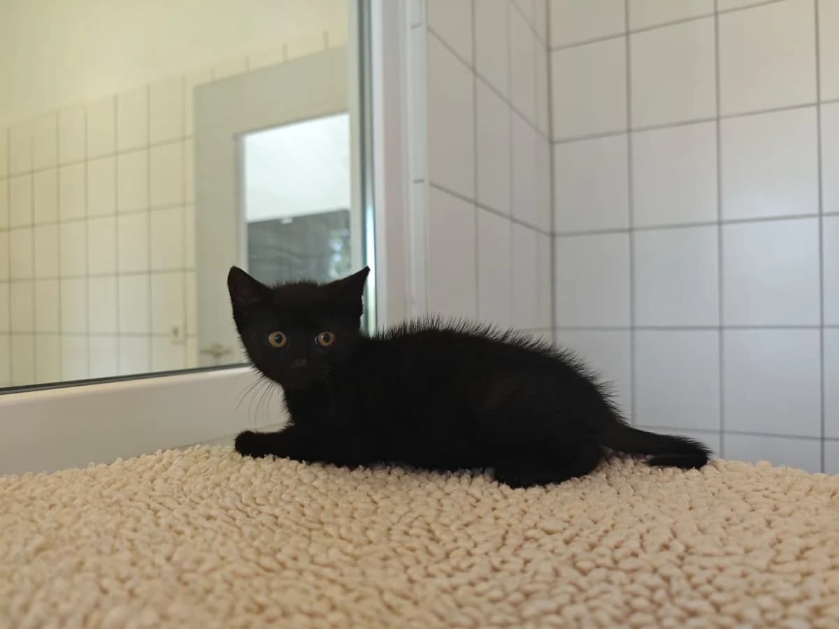 Kiesel, male European Shorthair for adoption at Tierheim Northeim