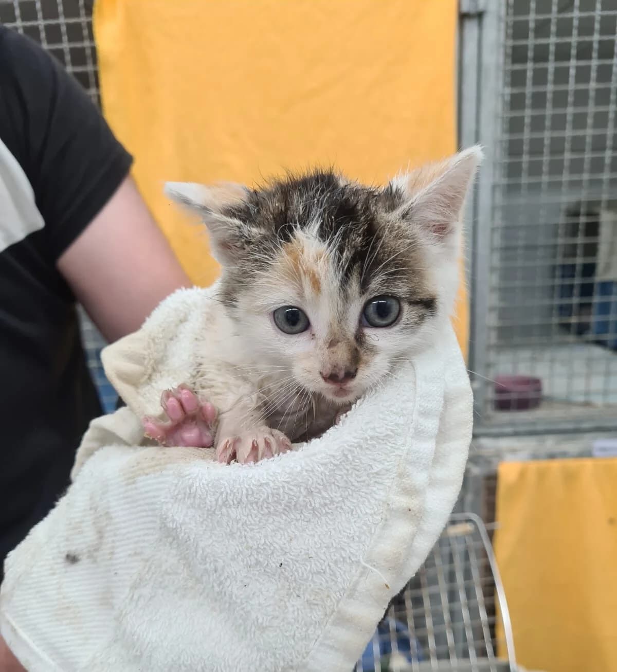 Eibe, European Shorthair for adoption at Tierheim Northeim