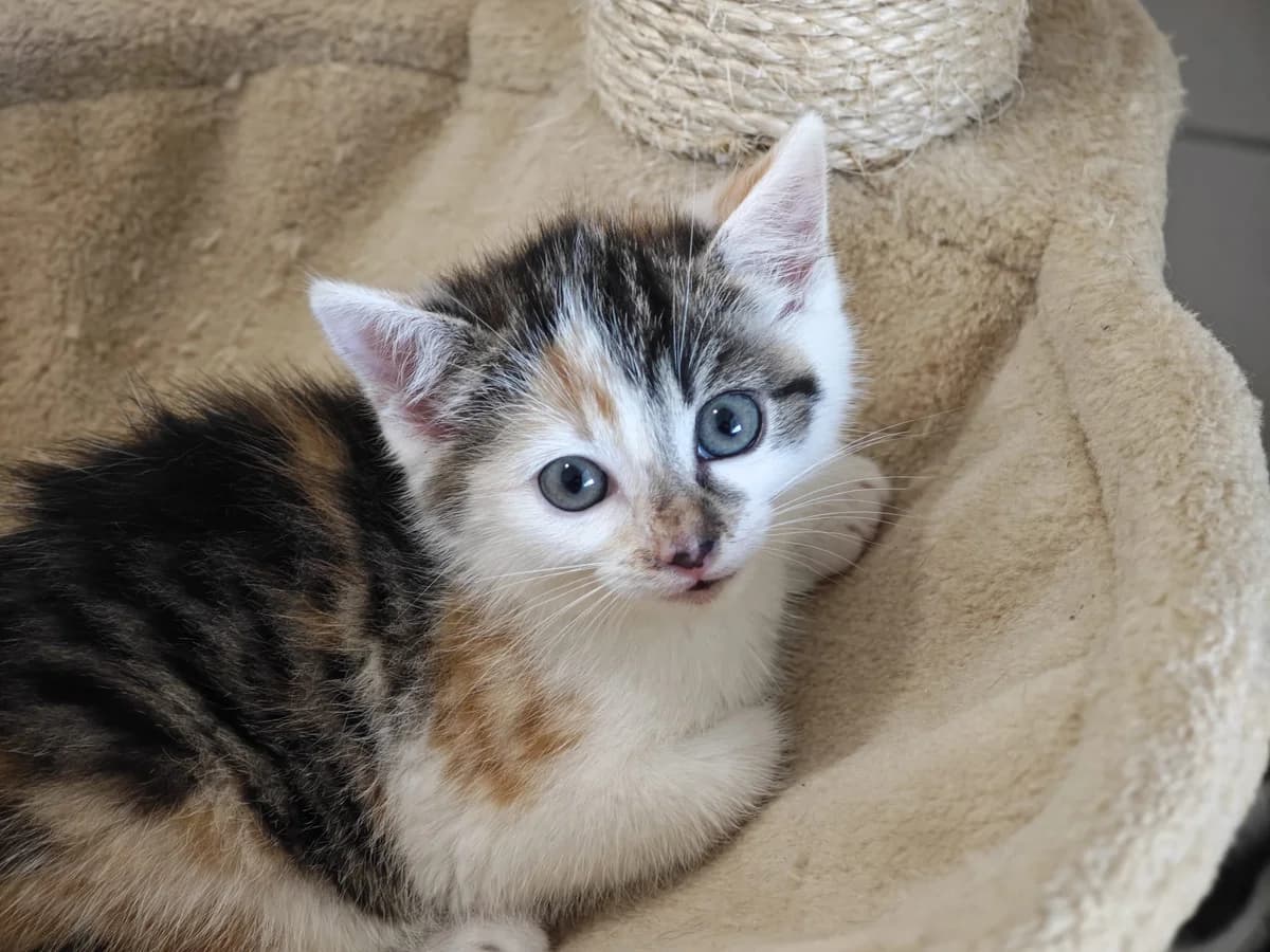 Eibe, European Shorthair for adoption at Tierheim Northeim