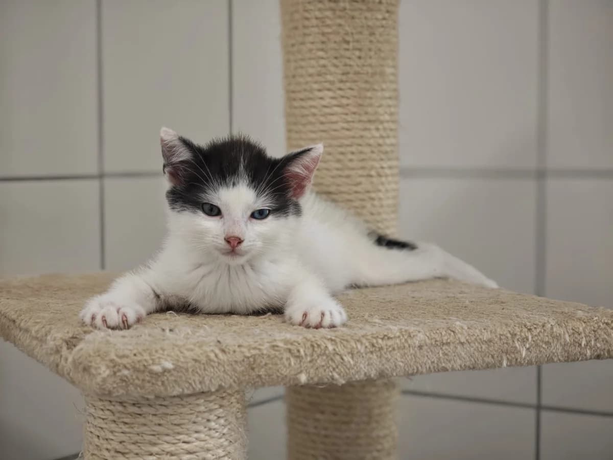 Connor, male European Shorthair for adoption at Tierheim Northeim
