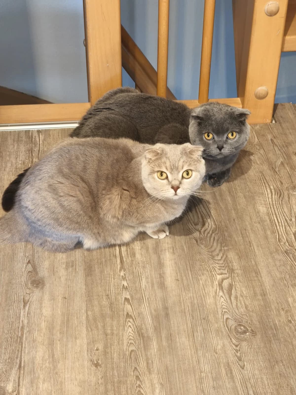 Pucky & Maxi, 6yo British Shorthair for adoption at Tierheim Northeim