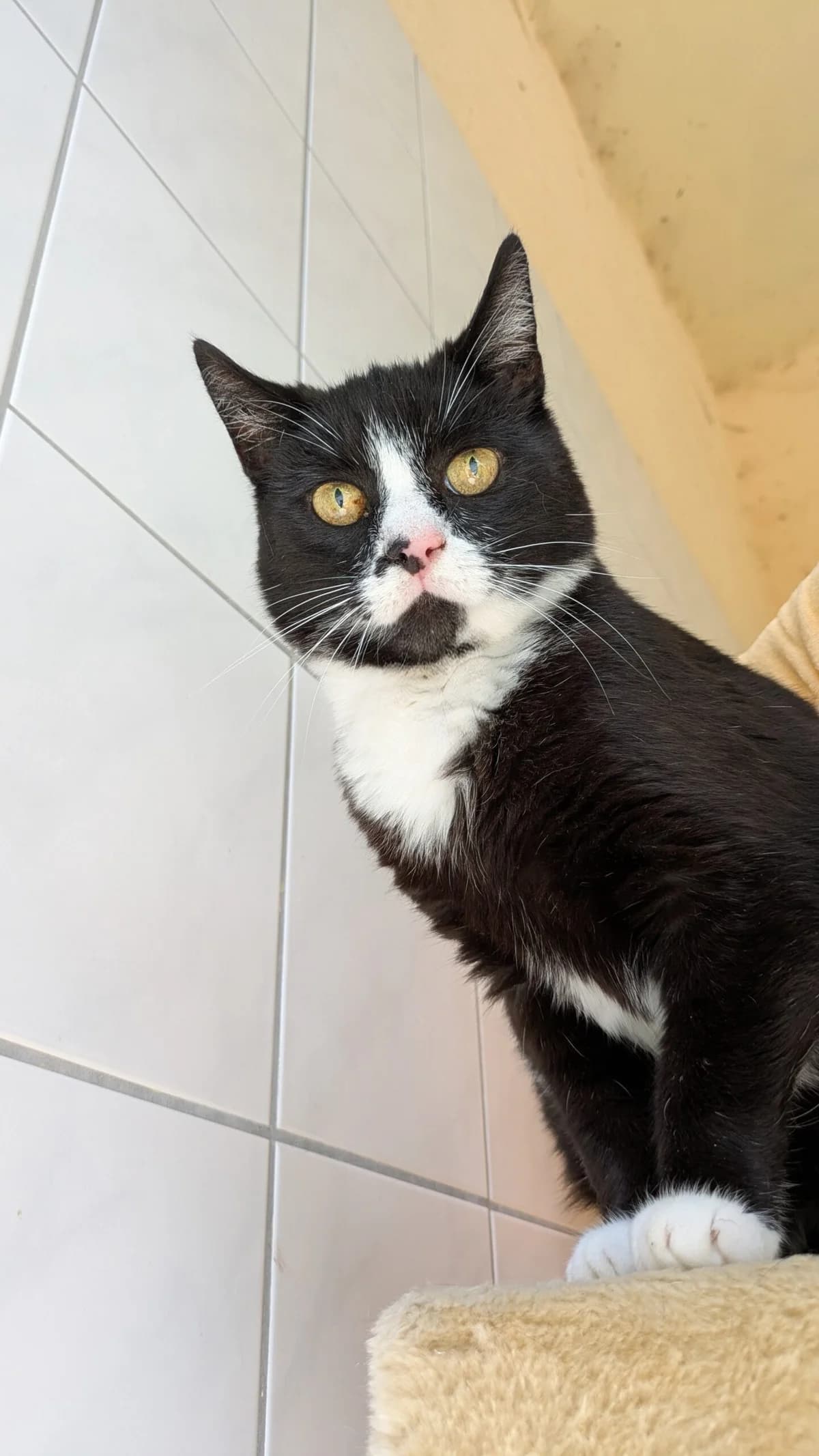 Frieda, senior European Shorthair for adoption at Tierheim Northeim