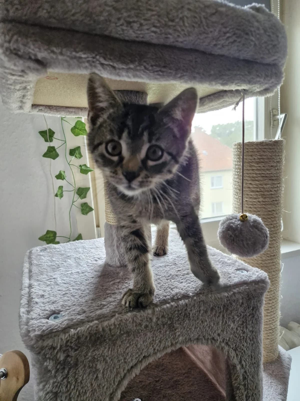 Enoki, male puppy European Shorthair for adoption at Tierheim Northeim