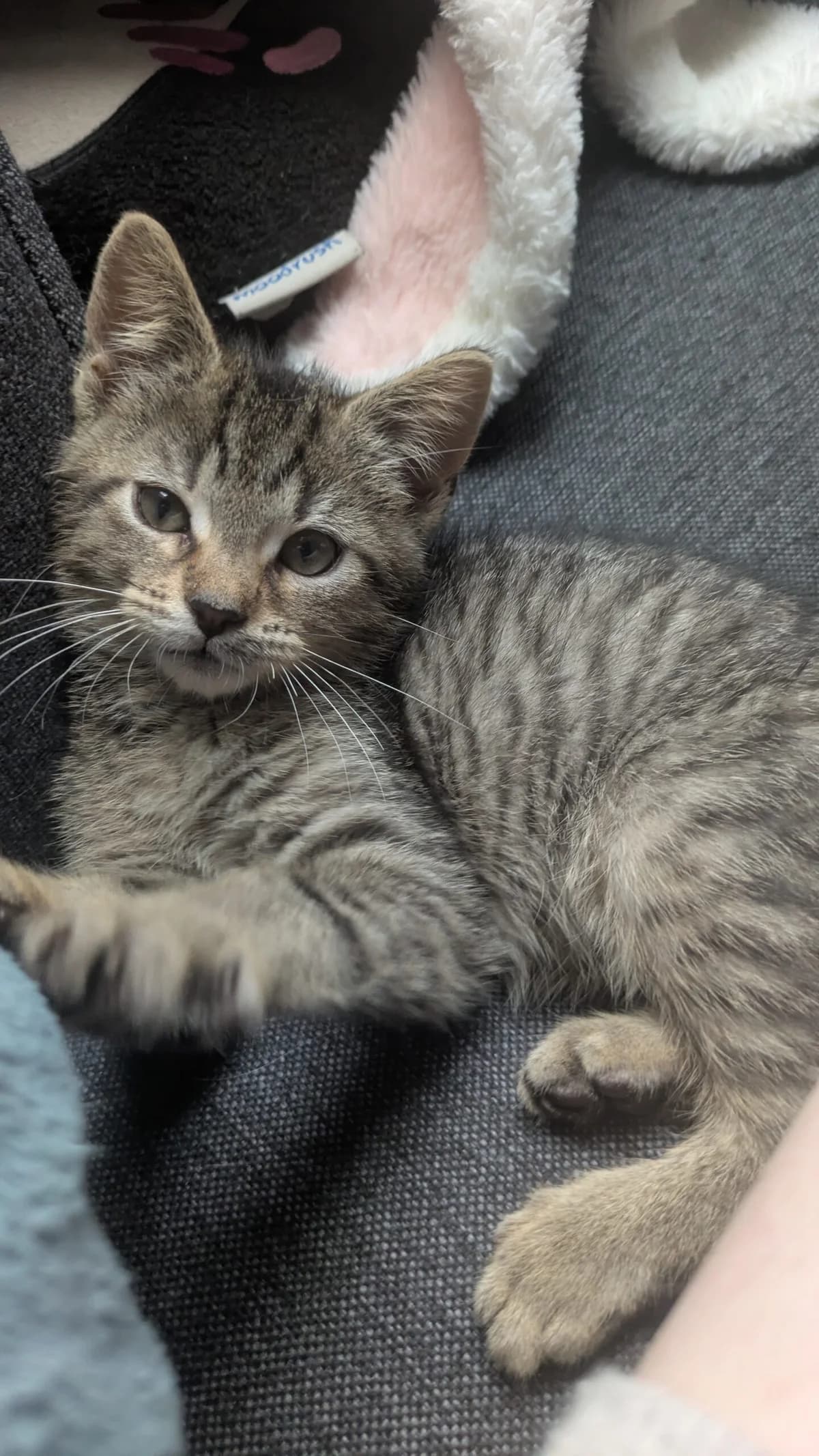 Champignon, male puppy European Shorthair for adoption at Tierheim Northeim