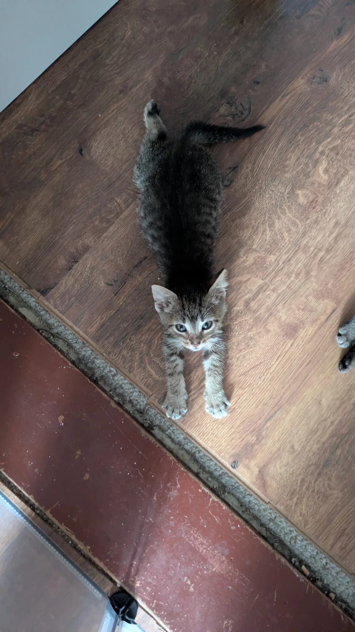 Funghi, male puppy European Shorthair for adoption at Tierheim Northeim