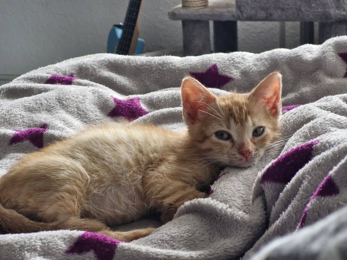 Marona, puppy European Shorthair for adoption at Tierheim Northeim