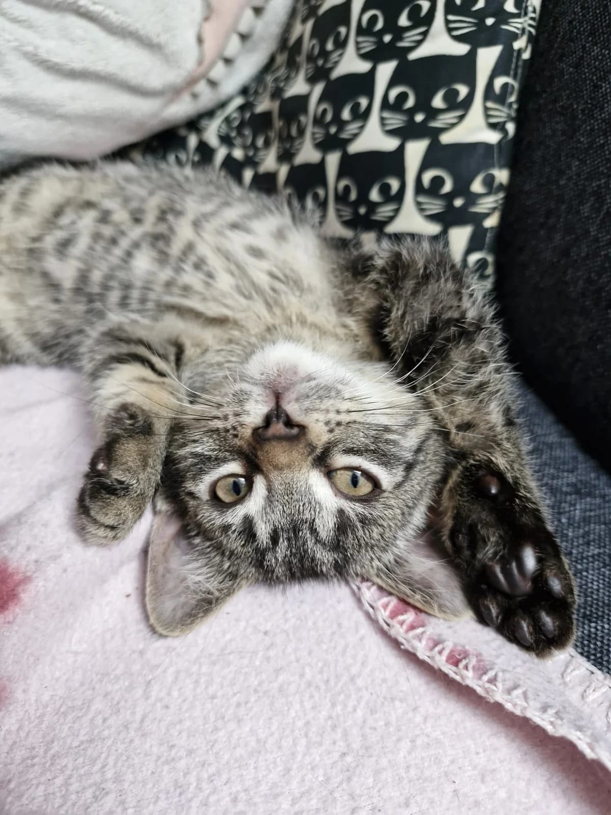 Morchel, male puppy European Shorthair for adoption at Tierheim Northeim