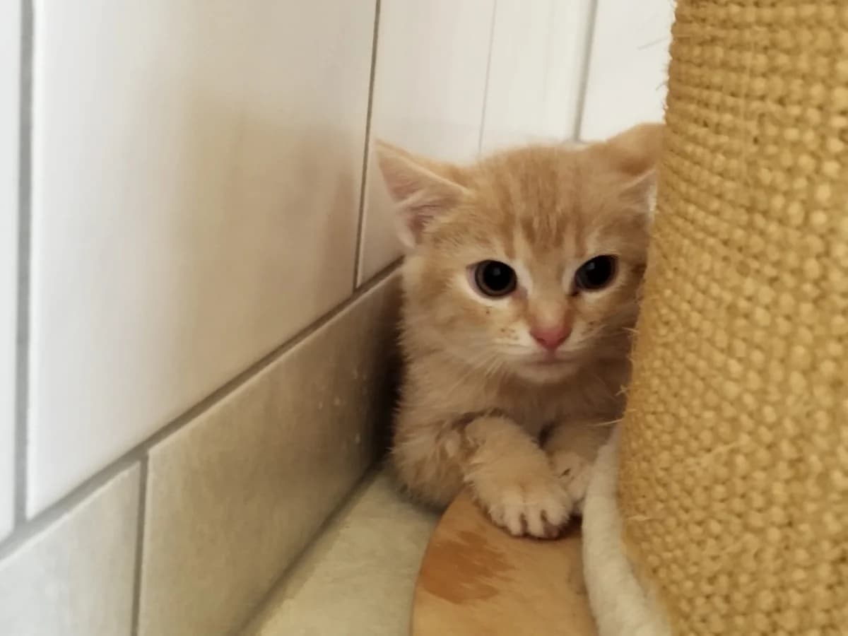 Tuna, male puppy European Shorthair for adoption at Tierheim Northeim