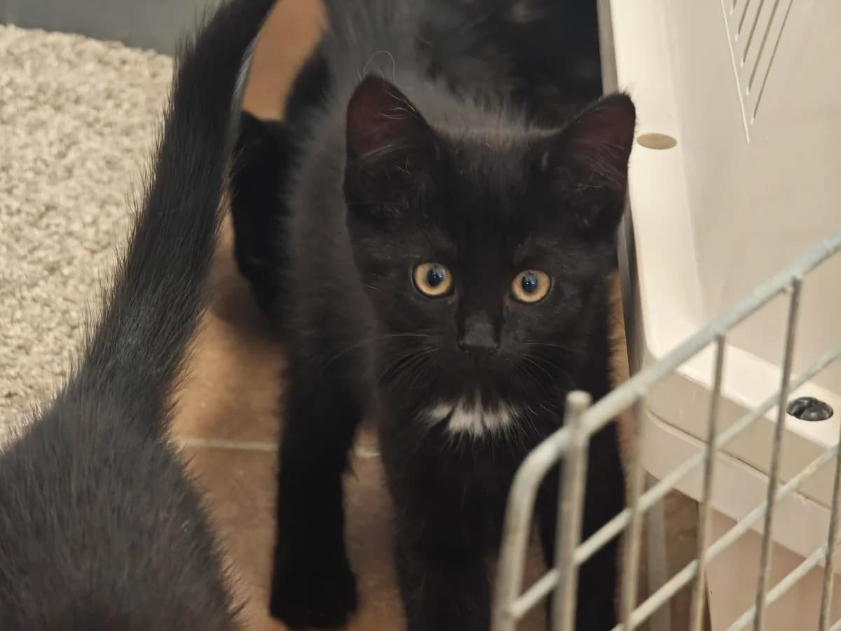 Haki, male puppy European Shorthair for adoption at Tierheim Northeim