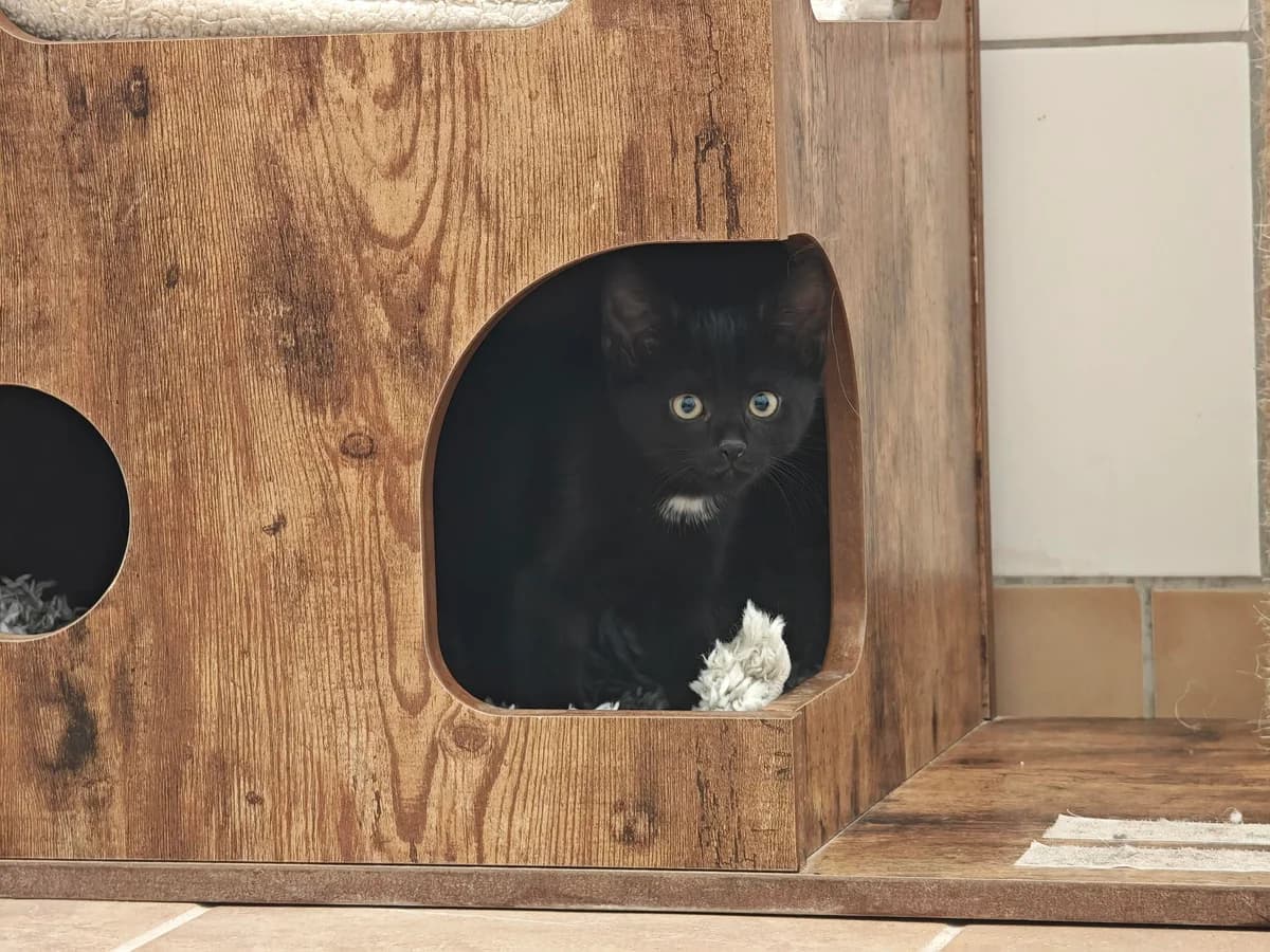 Hazel, male puppy European Shorthair for adoption at Tierheim Northeim