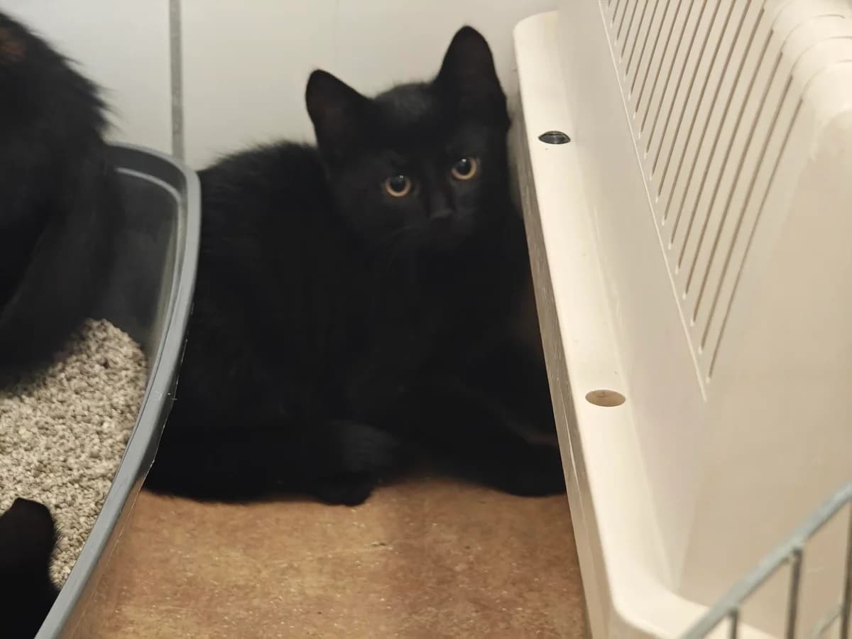 Hero, male puppy European Shorthair for adoption at Tierheim Northeim