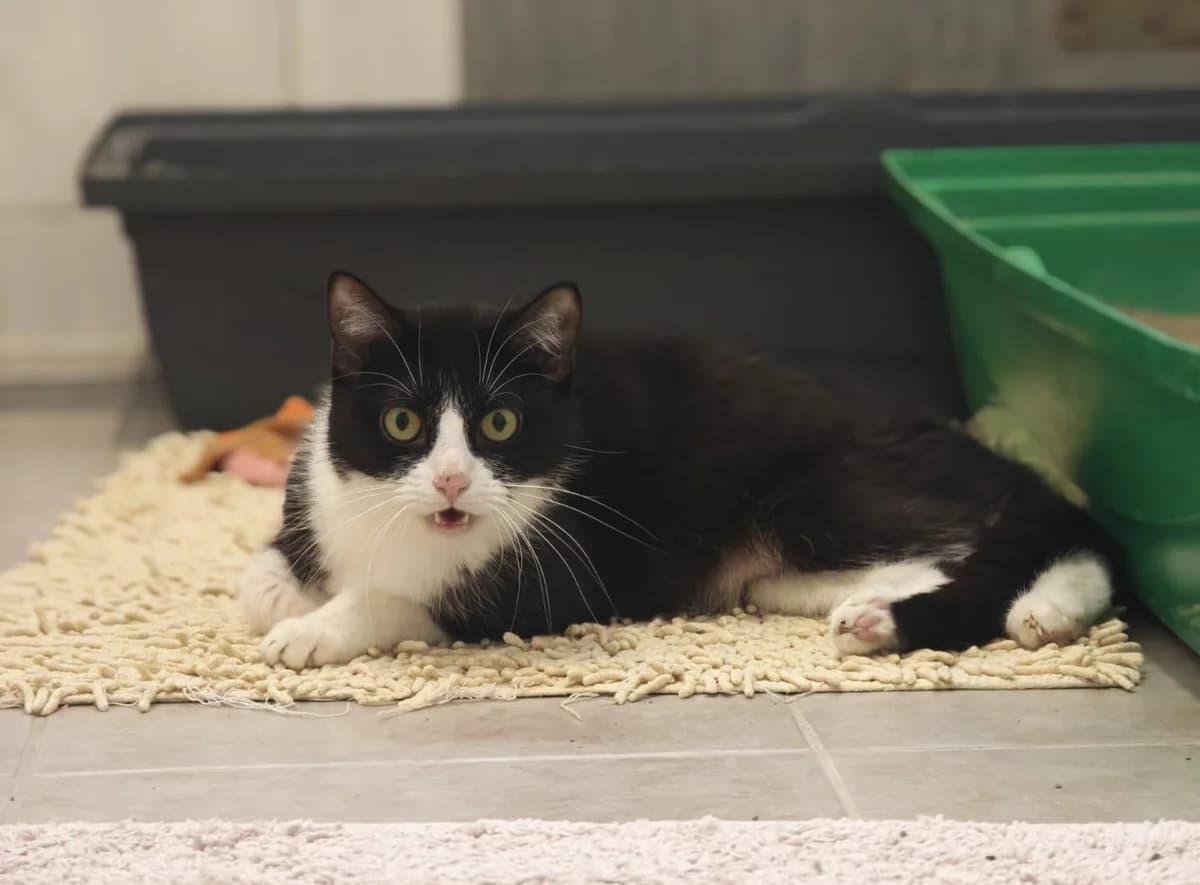 Octavia, 4yo European Shorthair for adoption at Tierheim Northeim