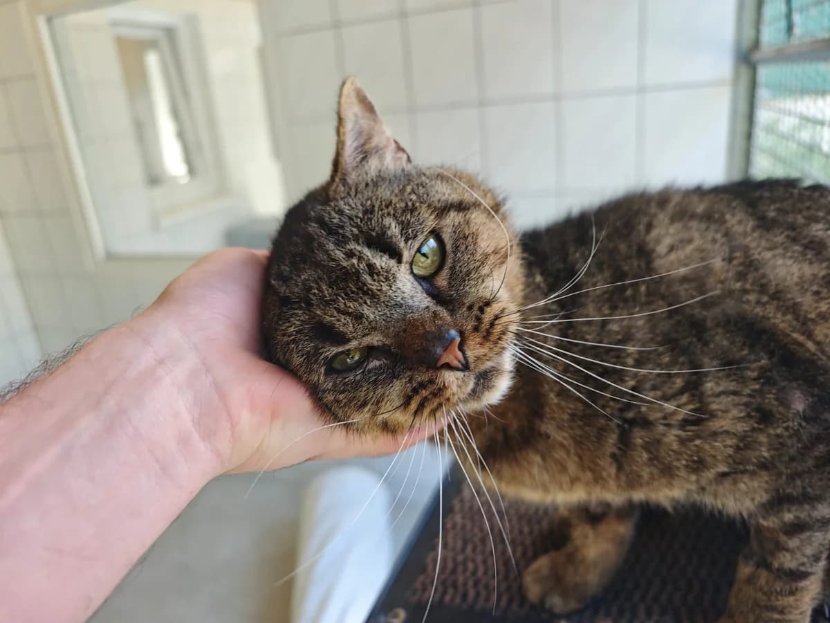 Kroko, male European Shorthair for adoption at Tierheim Northeim