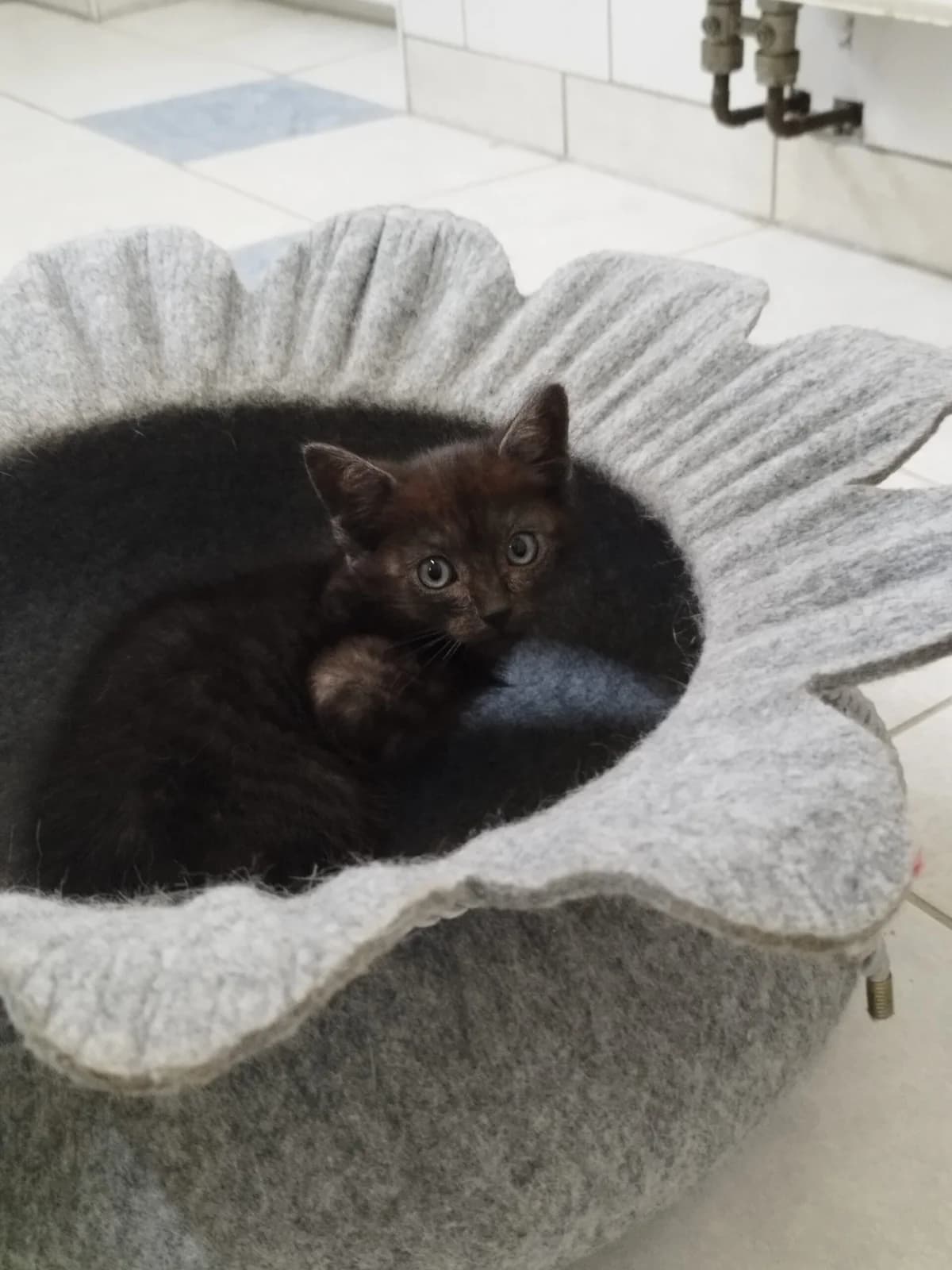 Lasse, merle male puppy European Shorthair for adoption at Tierheim Northeim