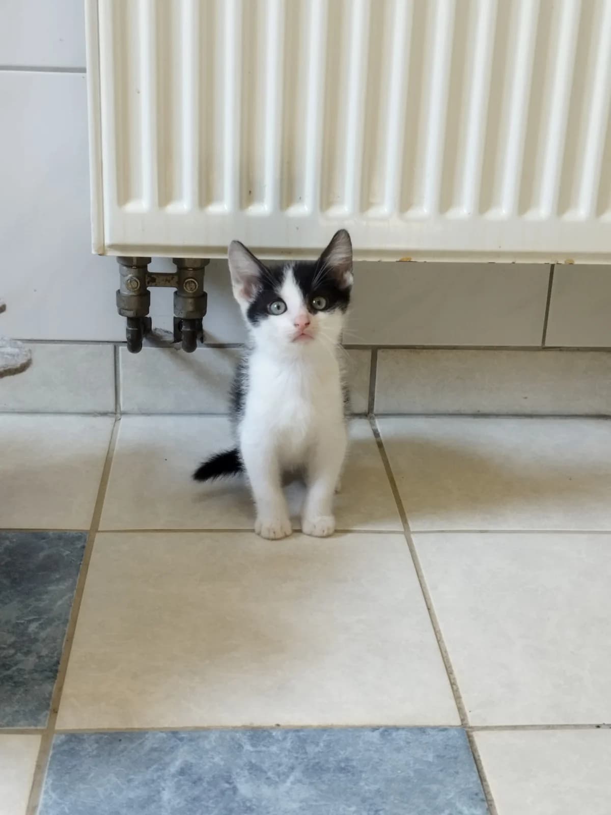 Dave, male puppy European Shorthair for adoption at Tierheim Northeim