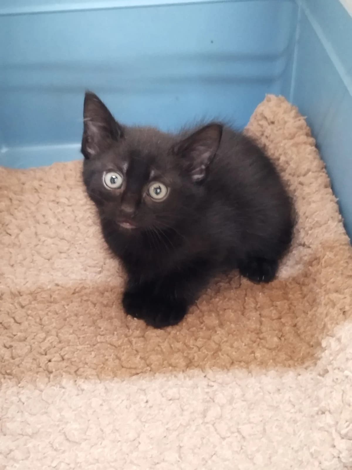 Stuart, male puppy European Shorthair for adoption at Tierheim Northeim