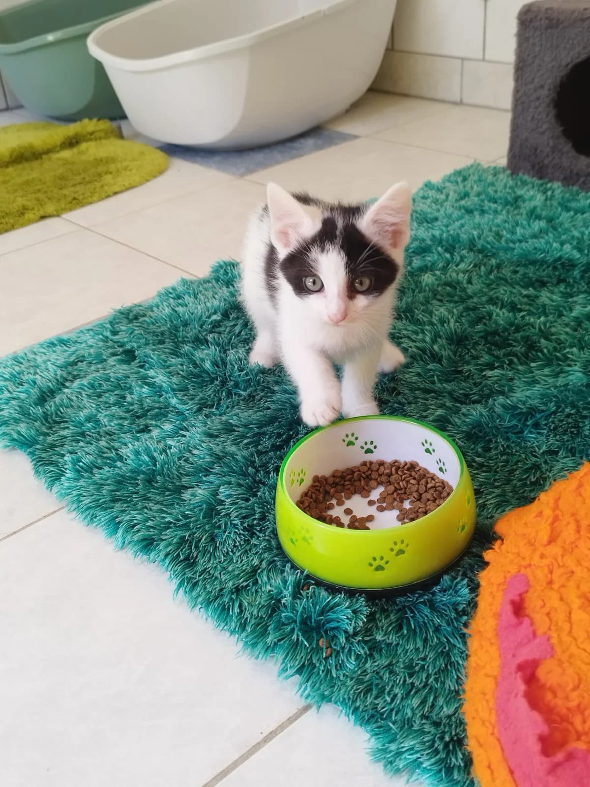Clara, puppy European Shorthair for adoption at Tierheim Northeim